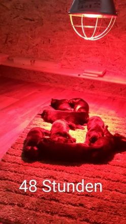 Die Hundegeburt: Ein neues Hundeleben beginnt