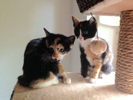 Gesunde Katzenernährung für jedes Lebensalter