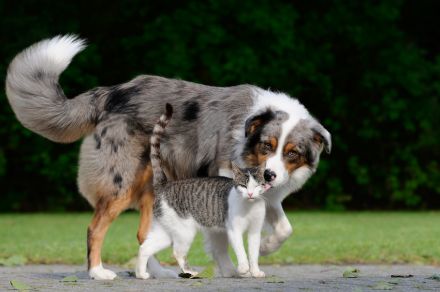 Giardien bei Hund und Katze