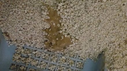 Giardien bei Hund und Katze