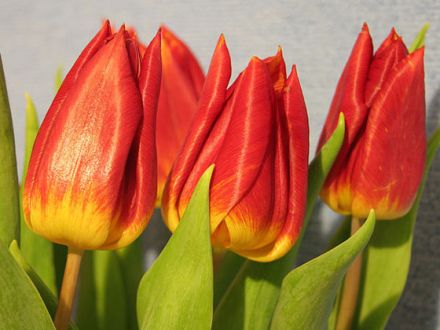 Giftige Pflanzen - welche sind eine Gefahr für Hunde und Katzen?