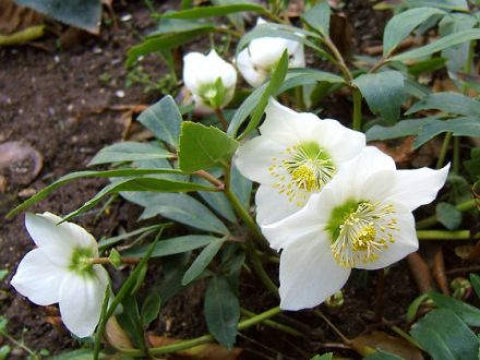 Giftige Pflanzen - welche sind eine Gefahr für Hunde und Katzen?