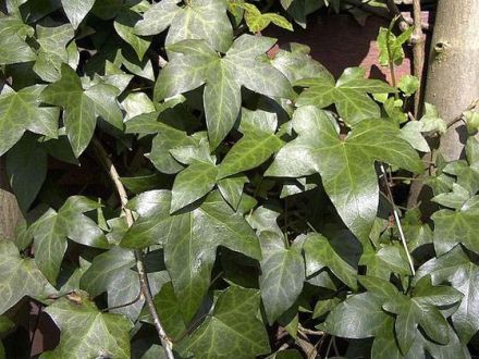 Giftige Pflanzen - welche sind eine Gefahr für Hunde und Katzen?