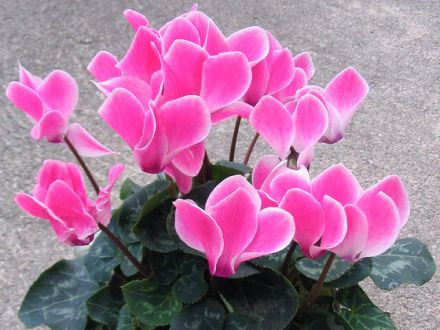 Giftige Pflanzen - welche sind eine Gefahr für Hunde und Katzen?