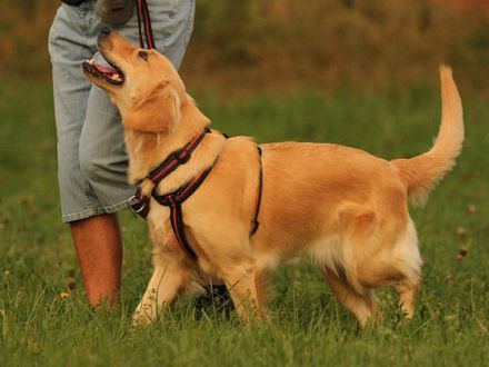 Der Golden Retriever: Nicht nur ein Familienhund