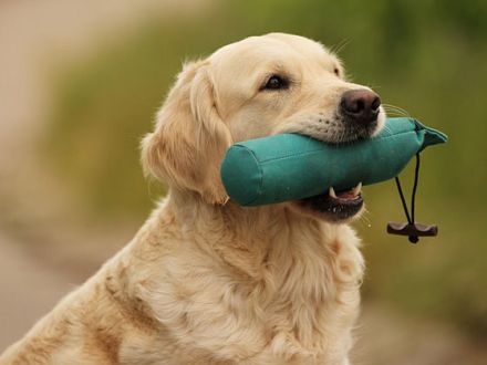 Der Golden Retriever: Nicht nur ein Familienhund