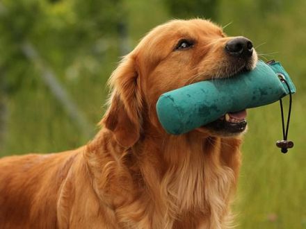 Der Golden Retriever: Nicht nur ein Familienhund