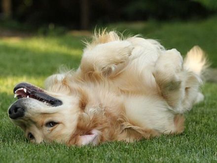 Der Golden Retriever: Nicht nur ein Familienhund