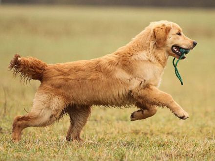 Der Golden Retriever: Nicht nur ein Familienhund