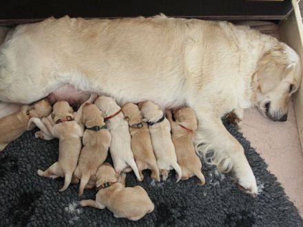 Der Golden Retriever: Nicht nur ein Familienhund