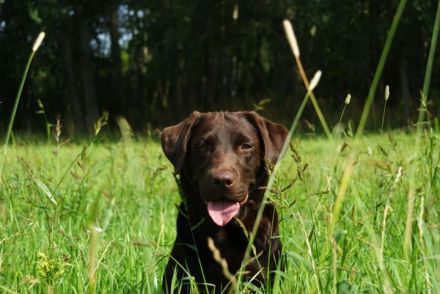 Harnsteine bei Hunden und Katzen