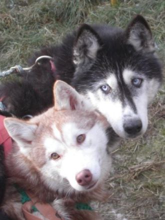 Hundefinder.de auf der Haustiermesse Sachsen im April in Leipzig