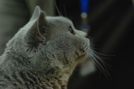 Heimtiermesse Dresden vom 26. bis 28. September 2008