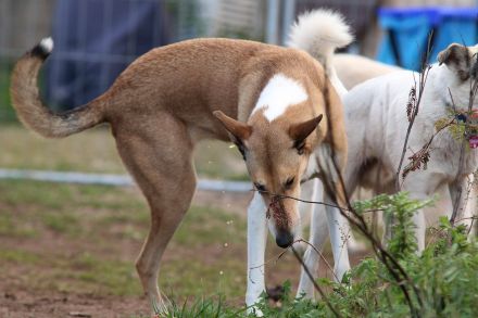 Wie bekomme ich meinen Hund stubenrein?