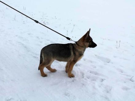 Mein Hund zieht an der Leine (Teil 1): Wie Sie mit Ihrem Welpen Leinenführigkeit trainieren