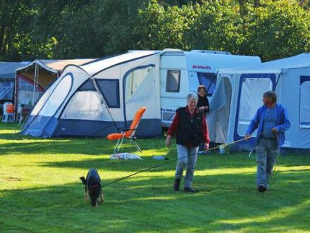 Mein Hund zieht an der Leine (Teil 2): Wie Sie erwachsenen Hunden das Ziehen abgewöhnen