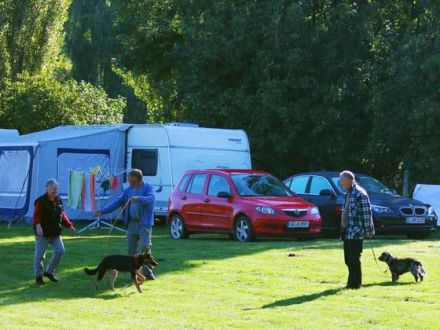 Mein Hund zieht an der Leine (Teil 2): Wie Sie erwachsenen Hunden das Ziehen abgewöhnen