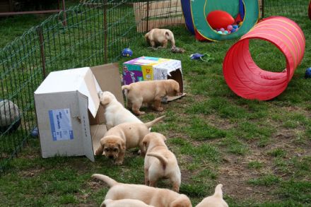 Hunde im Kino - wie man es als Hund zum Filmstar schafft