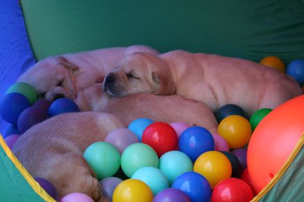 Hunde im Kino - wie man es als Hund zum Filmstar schafft