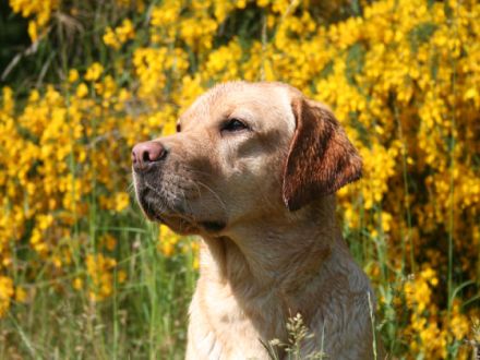 Hunde im Kino - wie man es als Hund zum Filmstar schafft