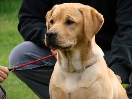 Hunde im Kino - wie man es als Hund zum Filmstar schafft