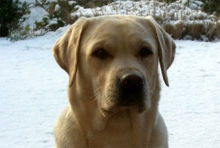 Hunde im Kino - wie man es als Hund zum Filmstar schafft