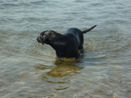 Hunde im Sommer