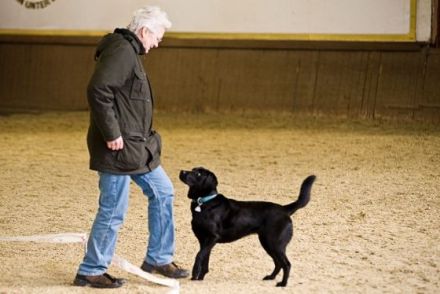 Hunde longieren - Mensch und Hund im Team