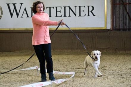 Hunde longieren - Mensch und Hund im Team