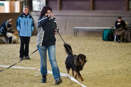 Hunde longieren - Mensch und Hund im Team