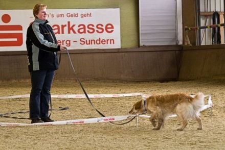 Hunde longieren - Mensch und Hund im Team