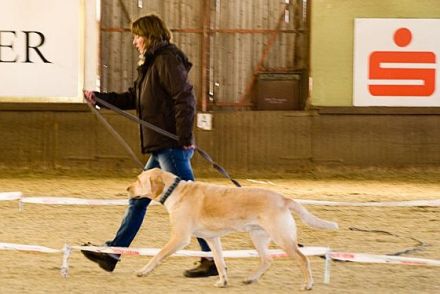 Hunde longieren - Mensch und Hund im Team