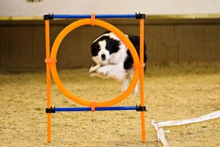 Hunde longieren - Mensch und Hund im Team