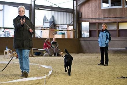 Hunde longieren - Mensch und Hund im Team