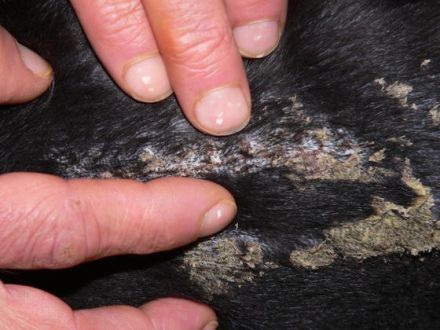 Hundephysiotherapie - die Hundekrankengymnastik für ein lebenswertes Hundeleben