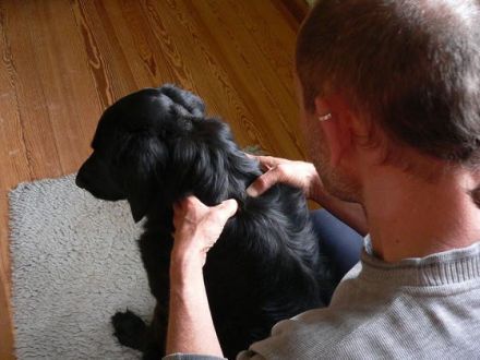 Hundephysiotherapie - die Hundekrankengymnastik für ein lebenswertes Hundeleben