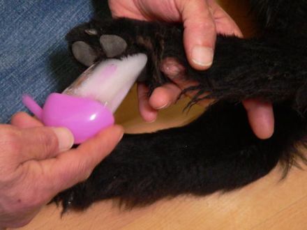 Hundephysiotherapie - die Hundekrankengymnastik für ein lebenswertes Hundeleben