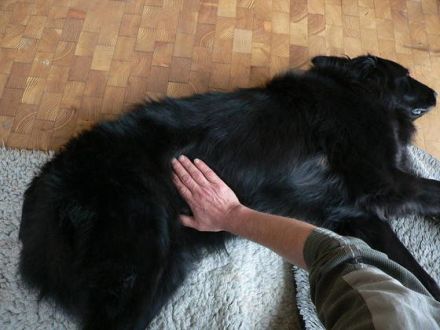 Hundephysiotherapie - die Hundekrankengymnastik für ein lebenswertes Hundeleben