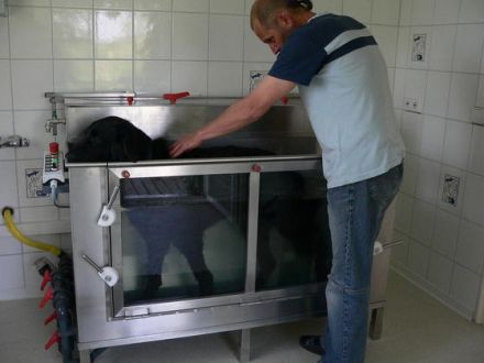 Hundephysiotherapie - die Hundekrankengymnastik für ein lebenswertes Hundeleben