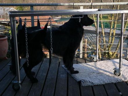 Hundephysiotherapie - die Hundekrankengymnastik für ein lebenswertes Hundeleben