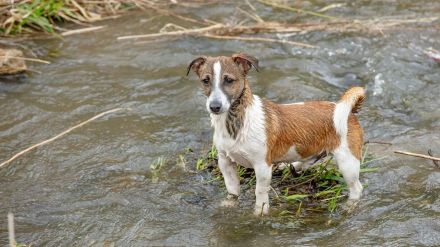 Hunde waschen und baden