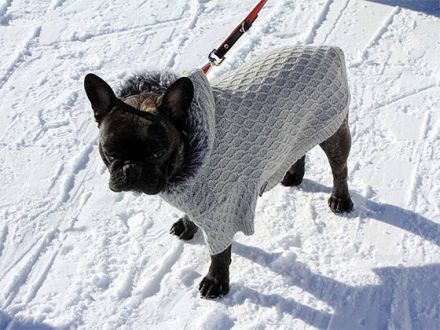 Hundebekleidung: Modischer Firlefanz oder sinnvolles Hundezubehör?