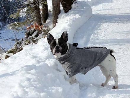 Hundebekleidung: Modischer Firlefanz oder sinnvolles Hundezubehör?