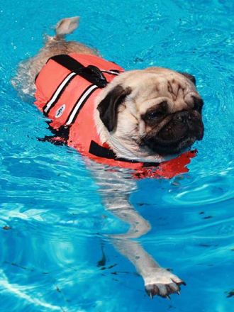 Hundebekleidung: Modischer Firlefanz oder sinnvolles Hundezubehör?