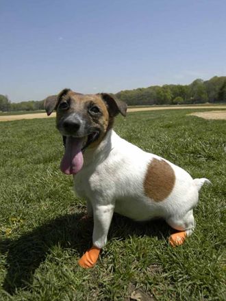 Hundebekleidung: Modischer Firlefanz oder sinnvolles Hundezubehör?