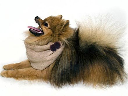 Hundebekleidung: Modischer Firlefanz oder sinnvolles Hundezubehör?