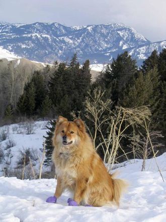 Hundebekleidung: Modischer Firlefanz oder sinnvolles Hundezubehör?