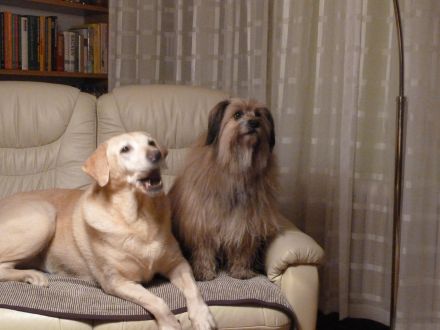 Hundebetreuung: Ein kleiner Ratgeber für die Suche (Teil 1)