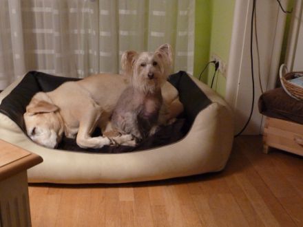 Hundebetreuung: Ein kleiner Ratgeber für die Suche (Teil 1)