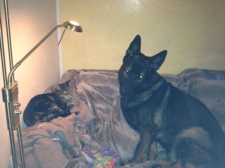 Hundehaltung: Sollte ich mir einen Hund anschaffen?